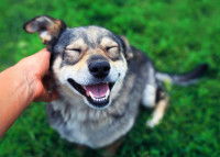 Un homme fait des caresses à son chien