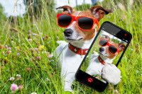 Un Jack Russel avec des lunettes de soleil fait un selfie