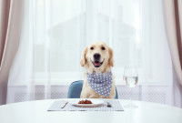 Un chien de type Golden assis à la table d'un grand restaurant