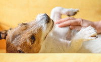 Un homme masse le ventre d'un chien Jack Russel