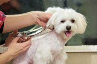 Une toiletteuse coupe le pelage d'un petit chien blanc