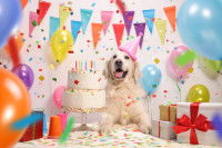 Une grande fête d'anniversaire organisée pour un Golden Retriever