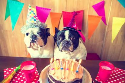 5 astuces pour organiser l'anniversaire de son chien - Le blog de