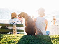 Séjourner au Royaume-Uni avec son chien : où aller ? Que faire ?