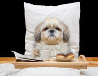 Montage avec un chien au lit buvant un café et mangeant un donut