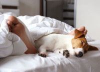 Un chien dormant entre les jambes de son maître