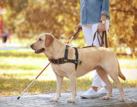 Un chien d'assistance accompagnant une personne malvoyante