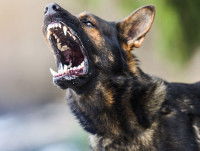 Un chien aggressif qui aboie