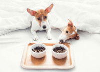 Deux chiens mangeant leurs croquettes dans des bols servis au lit