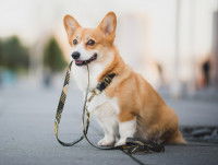 Un chien tenant sa laisse dans sa bouche