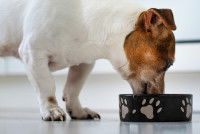 Un chien mangeant dans sa gamelle
