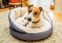Un chien installé dans son panier
