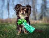Un chien tenant un distributeur de sacs à déjections