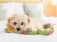 Un chiot allongé sur un lit avec son jouet