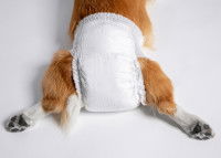 Une chienne portant une couche