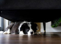 Un chien anxieux caché sous un fauteuil