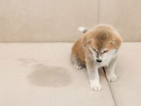 Un chien sur un canapé à côté d'une tâche d'urine