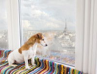 Un chien regardant la tour Eiffel par la fenêtre de son hôtel
