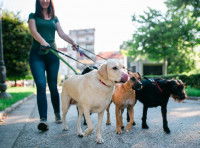 Une dog-sitter promenant quatre chiens