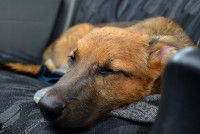 Un chien dormant dans une voiture