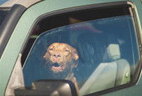 Un chien dans une voiture avec une fenêtre entrouverte