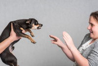 Un chien agressif envers une femme