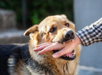 Un chien mordant la main d'une personne