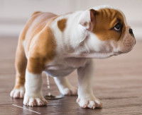 Un chien en train d'uriner