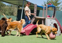 Des chiens en train de jouer dans une pension canine