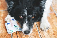 Un Border Collie allongé avec des billets de banque sous son museau