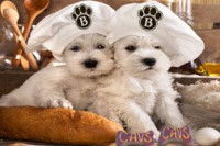 Barkley Pet Hotel & Day Spa