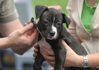 Un maître équipe son chien d'un collier afin de l'identifier