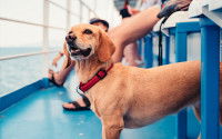 Un chien et son maître voyagent sur un ferry