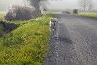 Un chien perdu marche le long d'une route