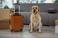 Un chien prêt à partir en voyage à l'étranger avec son maître