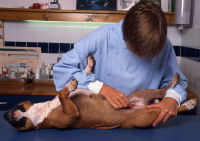 Un vétérinaire observe le tatouage d'un chien