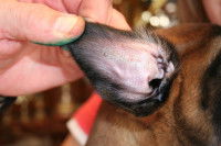 Le tatouage est presque effacé dans l'oreille du chien