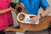 Un vétérinaire utilise un lecteur de puce électronique pour reconnaître un chien