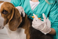 Une vétérinaire injecte une micro-puce à un chien