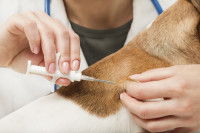 Une vétérinaire identifie un chien à l'aide d'une micro-puce