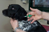 Un vétérinaire implante une micro-puce à un chien