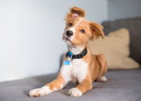 Un chien porte un collier d'identification avec une médaille à son cou