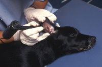 Un vétérinaire tatoue l'oreille d'un chien