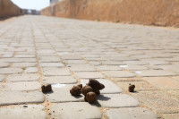 Des crottes de chien sur un trottoir en ville