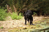 Un chien fait caca à côté d'un cours d'eau