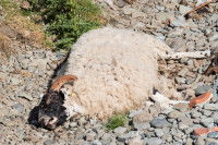 Un bélier mort dans la montagne
