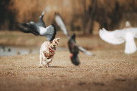 Un chien pourchasse les pigeons dans un parc