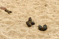 Des crottes de chien dans le sable de la plage