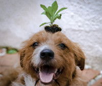 Un chien avec une plante verte sur la tête
