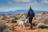 Une femme et son chien font une promenade en montagne
